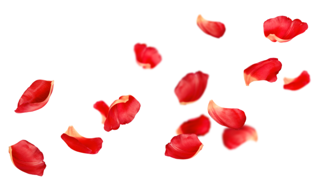 soaring red petals, on an isolated white background