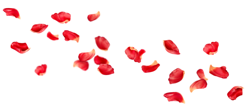 many petals soaring on isolated white background