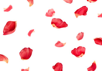 many falling flower petals on isolated white background