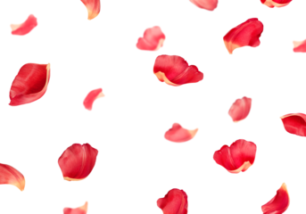 many falling flower petals on isolated white background