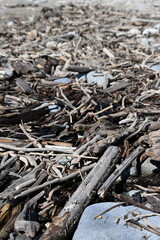 Tidal driftwood 