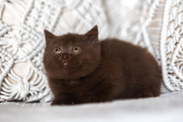 Obraz na płótnie Canvas Edel und imposant Britisch Kurzhaar Katze und Kitten
