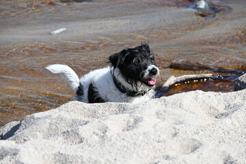 Dog climbing sand from stream 