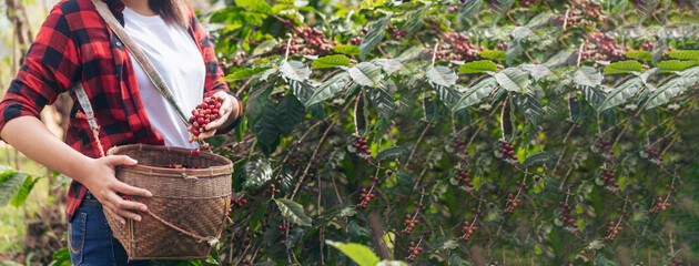Banner coffee plant farm woman Hands harvest raw coffee beans. panoramaRipe Red berries plant fresh seed coffee tree growth in green farm. Hands harvest red bean seed robusta arabica with copy space. - obrazy, fototapety, plakaty