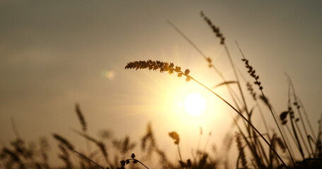 Grass field sunset Beautiful landscape with grasses meadow on sunlight. Countryside heaven amazing field scene grass meadow on sunbeam nature dawn. Sunset dawn landscape vibrant scenery horizontal