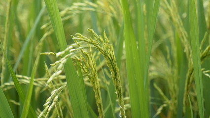 Rice Field Green agriculture ecosystem Asian rice paddy field Vietnam green farm. Harvest agriculture planting cultivation golden green rice terraces in organic farm with tropical natural sunrise.