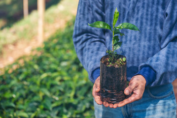 Smart farmer checking plant in eco green farm sustainable quality control. Close up Hand check quality control plant tree. Farmer cultivated planting in eco Farmland biotechnology. Green agriculture