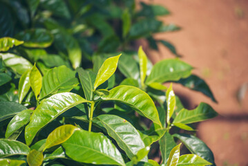 Banner Agriculture Green coffee tree growing berry bean plant. Coffee tree farm growth in eco organic garden. Panorama Fresh coffee bean green leaf bush berry plant arabica garden with copy space