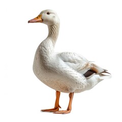 Obraz premium White Duck Black Spots On Head On White Background, Illustrations Images