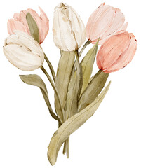Watercolor bouquet of pink and white tulips,  hand-drawn watercolor illustration..