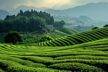 Tuinposter Tangshan tea fields wallpaper © Jasmeen