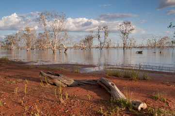 Landscape photo of a dead tree and eucalyptus trees growing in Lake Pamamaroo Campground, Menindee, NSW, Australia
