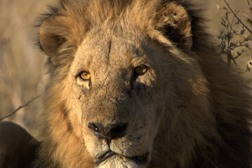 portrait of a lion
