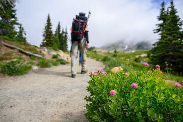 Rosy Spirea wildflowers at Mount Rainier National Park. People hiking Skyline Loop Trail. Washington State.