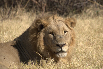 Male Lion