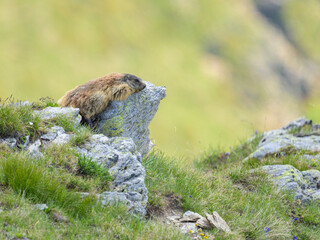 An alpine marmot sitting on a rock on a sunny day in summer