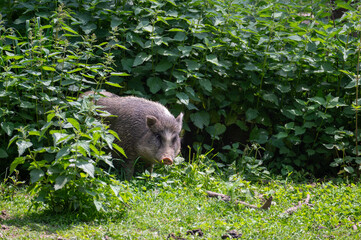 Wild boar in high nettle