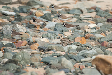 A Dunlin standing on a beach with pebbles
