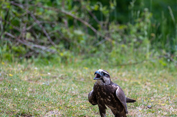 A bird of prey in a meadow