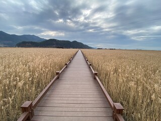 Obraz premium boardwalk in the dunes
