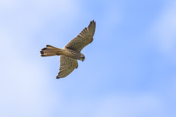 A Common Kestrel in flight on a sunny day in summer