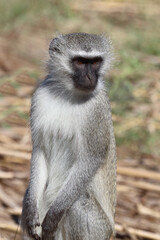 Grüne Meerkatze / Vervet monkey / Cercopithecus aethiops .