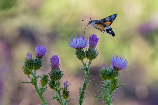 The hummingbird hawk-moth (Macroglossum stellatarum) feeding on the flower of a thistle in its natural environment.

Esfinge colibr&iacute; (Macroglossum stellatarum) libando de la flor de un cardo.