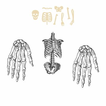 Human anatomy drawing monochrome set with skeletons and single bones isolated on white background. Character creation set with moving arms, legs, jaw on skull and fingers on wrist.