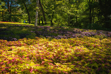 秋の森林公園に咲くコリウスの花
