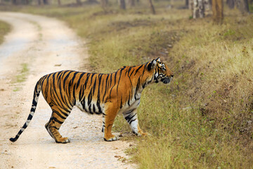 Naklejka premium Bengal tiger or Indian tiger (Panthera tigris tigris), the tigress watches the movement of its prey from the gravel road and prepares to attack. Typical behavior of a big cat in the wild.