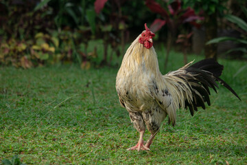 rooster in the field close photo