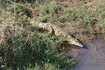 Nilkrokodil / Nile crocodile / Crocodylus niloticus.