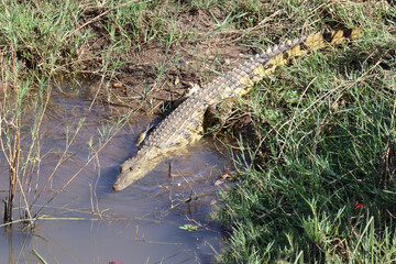 Nilkrokodil / Nile crocodile / Crocodylus niloticus.