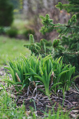 day-lily first sprouts in spring garden. New beginnings in the backyard.