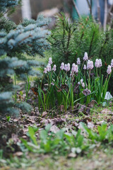 Early spring garden view with group of pink muscari (grape hyacinth) blooming