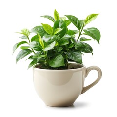 Teapot Cup Houseplant On White Kitchen On White Background, Illustrations Images