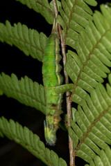Green caterpillar from Ecuador camouflaged with a plant mimicking  leaves. 