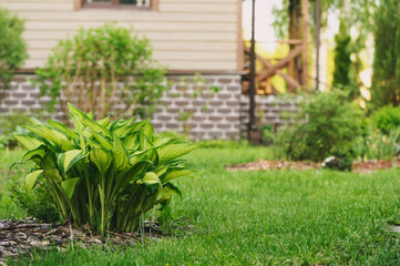 spring garden view with fresh hosta leaves