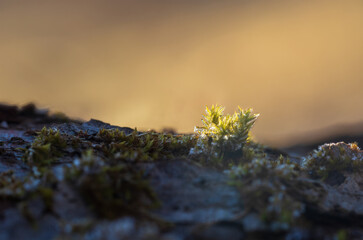 Frozen moss texture on tree trunk with blured background. Macro winter background