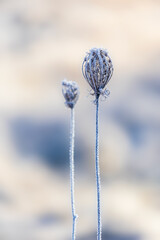 Dry queen annes lace covered with hoarfrost. Winter simple background