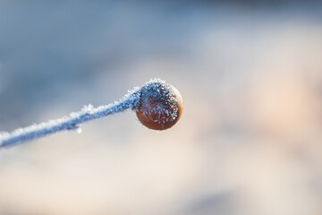 Frozen oak apple covered with hoarfrost. Insect parisitic gall wasp. Winter simple background