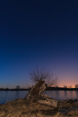 Old oak tree on pond shore under starry night sky. Blue hour Czech landscape