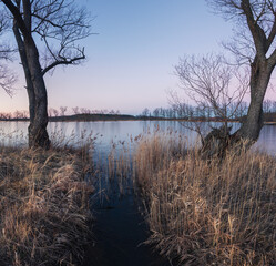 Two trees growing on small stream flowing to pond. Czech blue hour landscape winter background