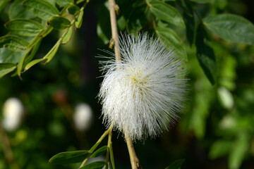 白いオオベニゴーカン
