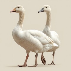 Obraz premium Two White Geese Walking On White Background, Illustrations Images