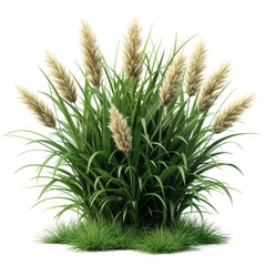 Fototapeta premium Weed Plant Scientific Name Cyanthillium Cinereum On White Background, Illustrations Images