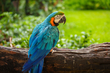 blue-and-yellow macaw (Ara ararauna), also known as the blue-and-gold macaw on wood tree branch