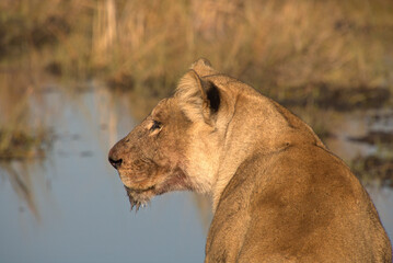 lioness by the water