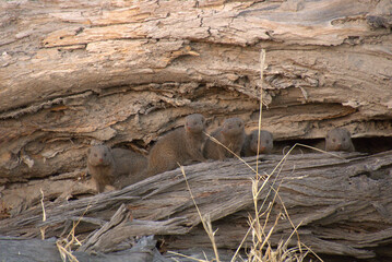 mongoose family sitting on a log