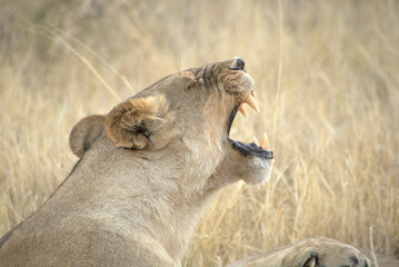 lioness roaring